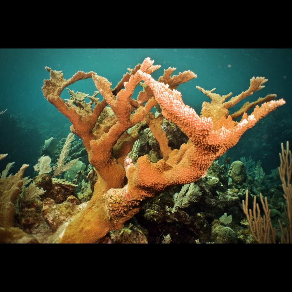 Meet your Posher, Hildegard